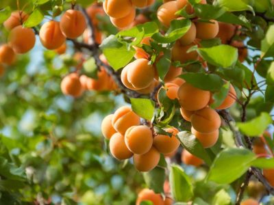 Phytophthora On Apricots
