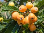 Loquat Tree With Fire Blight