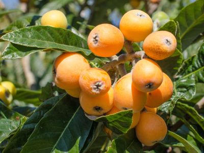 Loquat Tree With Fire Blight