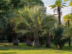 Pindo Palm Trees