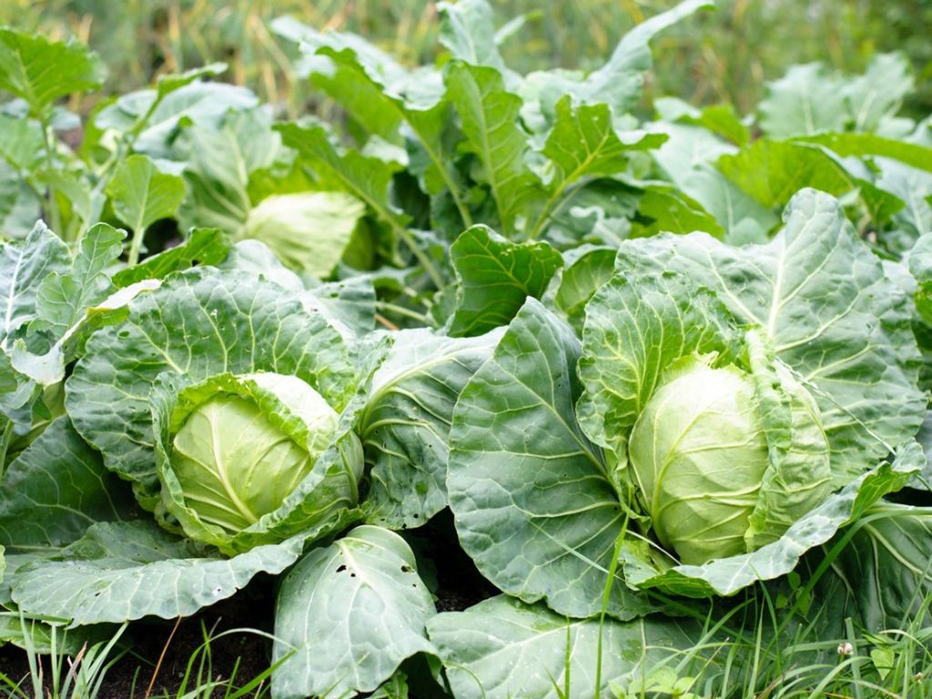 Cabbages growing outdoors