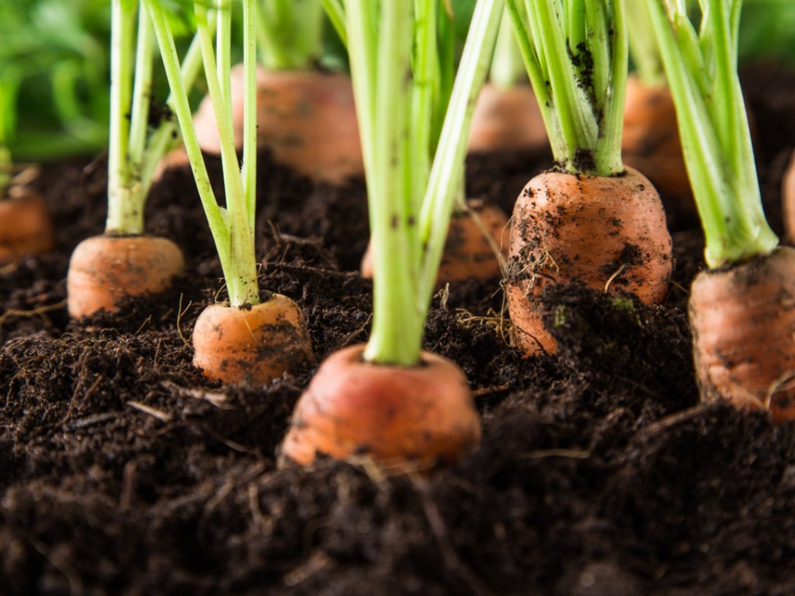 When to plant carrots in garden