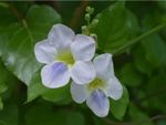 White Asystasia Chinese Violet Weeds