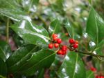A Holly Bush With Red Berries