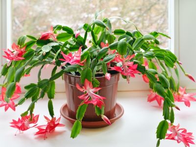 How To Grow Holiday Cacti