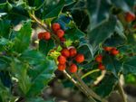Holly Bushes With Berries