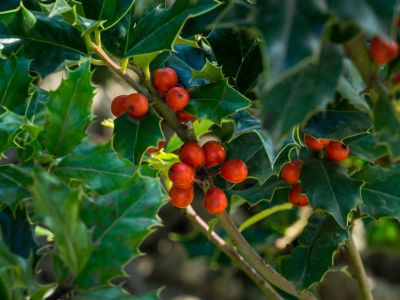 Holly Bushes With Berries