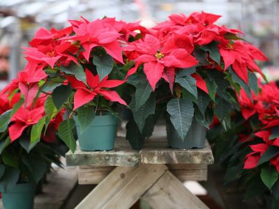 Potted Red Poinsettia Plants