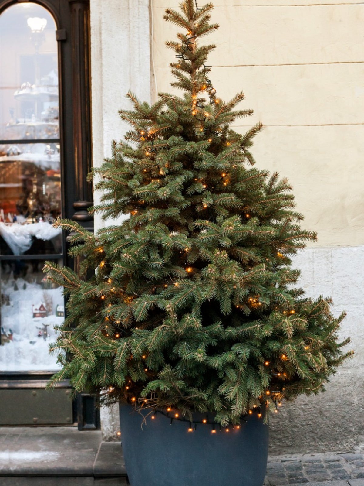 Caring For A Live Christmas Tree In Your Home   Christmas Tree Care