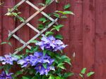Purple Flowered Clematis Vines Growing Up A Trellis