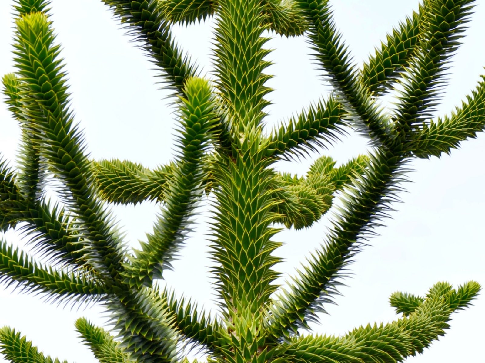 outdoor monkey puzzle care - planting monkey puzzle trees in the
