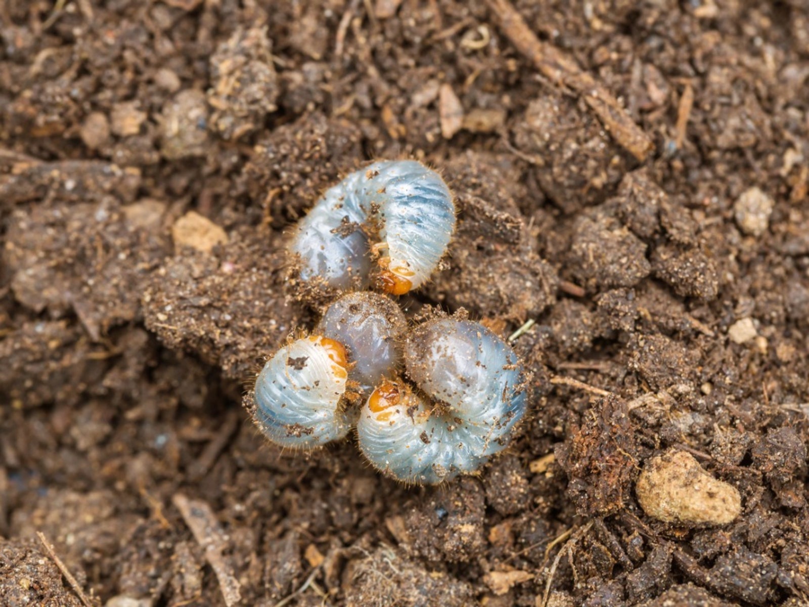 Grub Worm Control: Tips On How To Get Rid Of Lawn Grubs