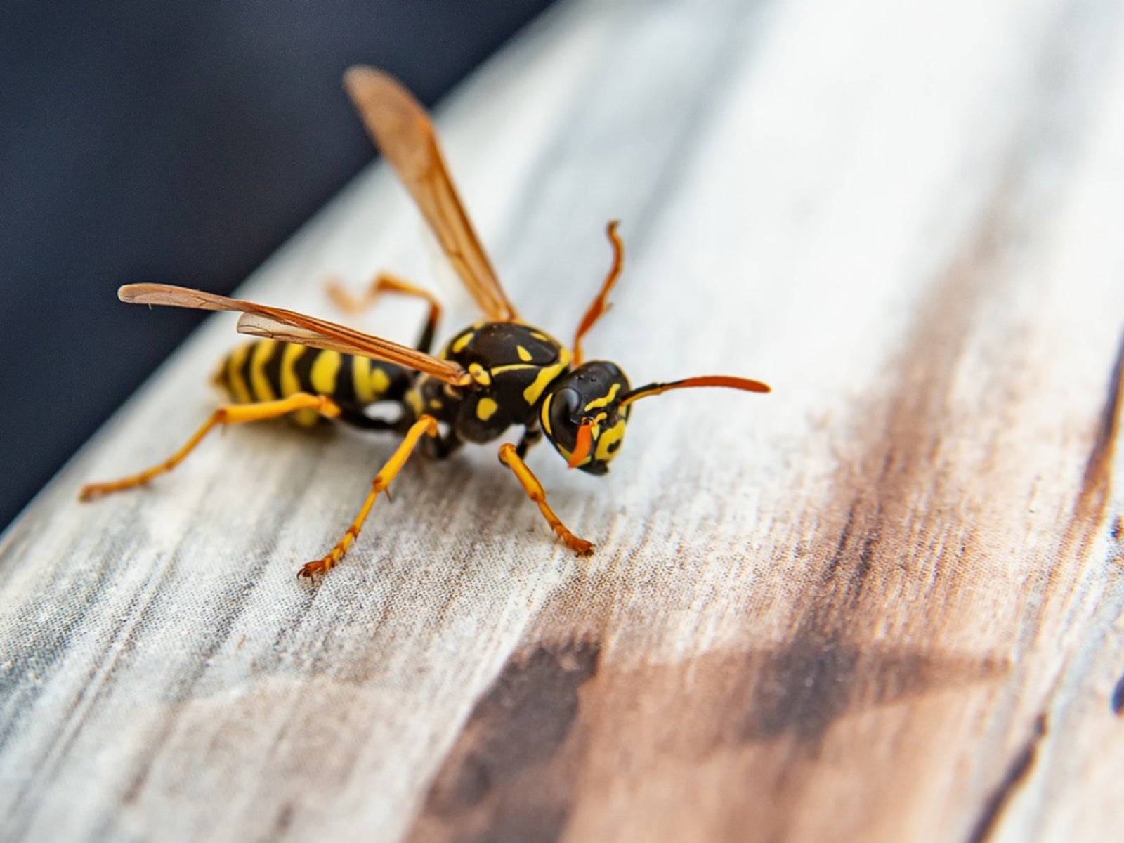 closeup of wasp