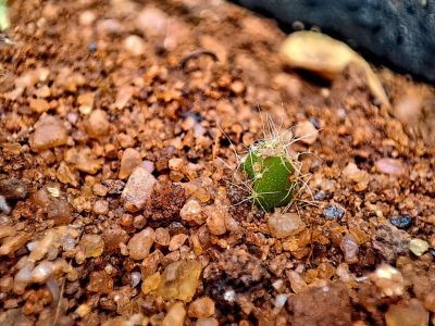 Sprouting Cactus Seed