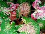 Colorful Fancy Leaf Caladiums