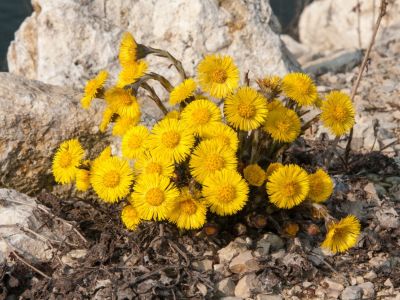 Yellow Coltsfoot Weed