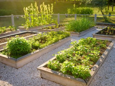 Herb Garden In Raised Beds