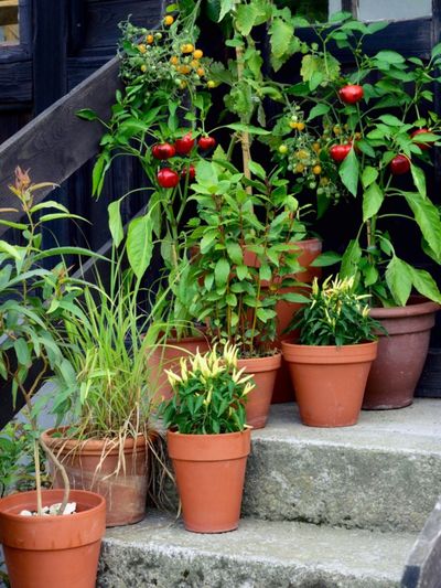 Container Fruit And Vegetable Plants On A Patio Garden
