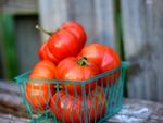Red Costoluto Genovese Tomatoes