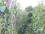 Rows Of Cowpeas In The Garden