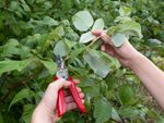 Pruning Of A Raspberry Plant