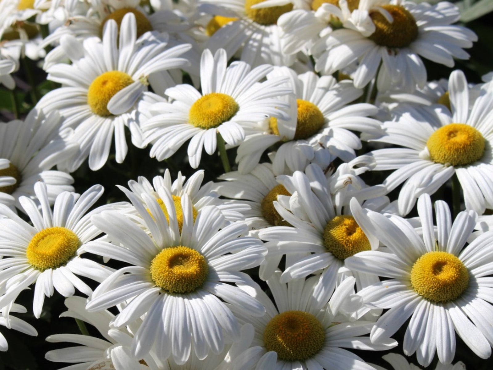 10,000 Stunning Daisy Flower Images for Free [HD]