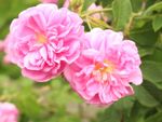 Pink Heirloom Old Garden Roses
