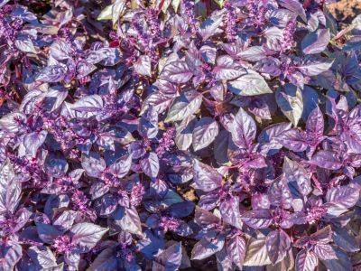 Dark Opal Purple Basil Herbs