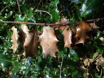 A Diseased Holly Bush With Brown Leaves