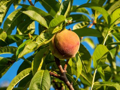 A Pix Zee Dwarf Peach Tree