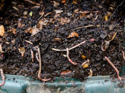 Worm Compost Bin