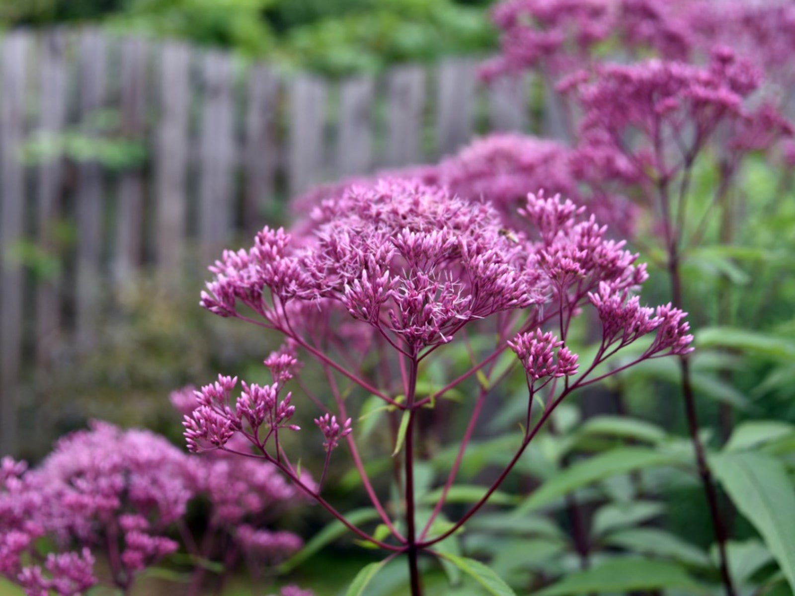 joe-pye weed plant: growing and caring for joe-pye weeds in the garden