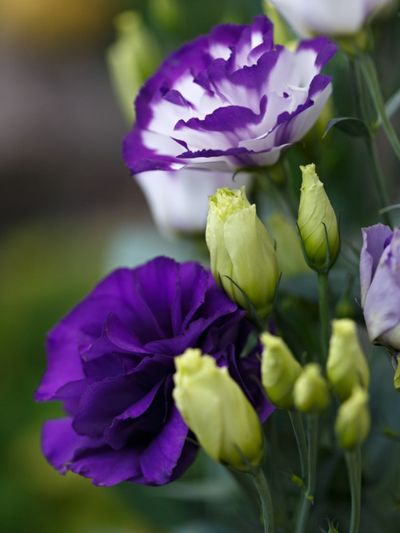 Purple-White Lisianthus Flowers