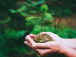 Hands Holding A Small Plantes Pine Tree
