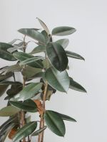 A Rubber Tree