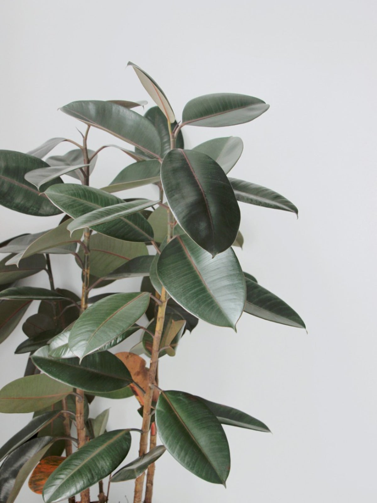 Pruning A Rubber Tree Plant How To Trim A Rubber Tree Plant