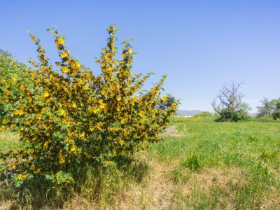 Yellow Flowering Flannel Bush