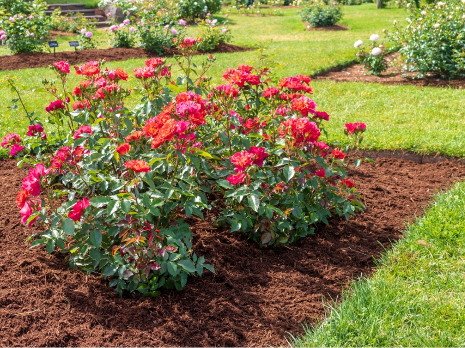 Image of Wood chips mulch for Knockout roses