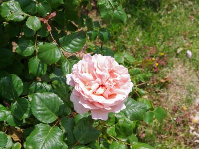 A Light Pink Rose Bush