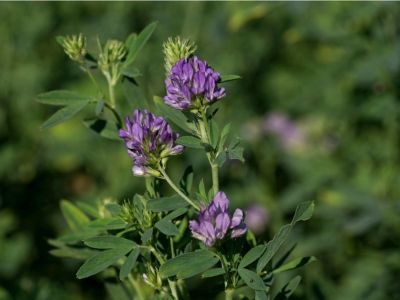 Purple Flowering Alfalfa Plant