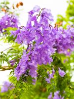 Purple Flowering Jacaranda Tree
