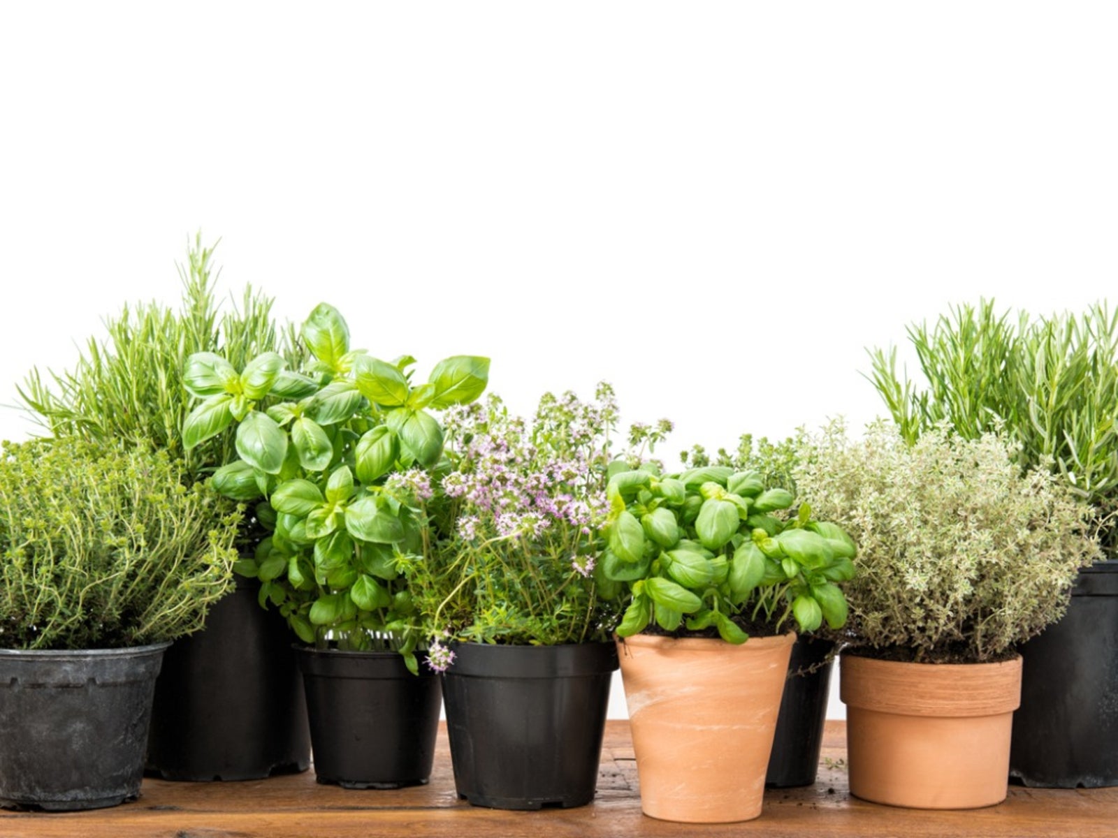 Herbs In Pots   Tips For Container Gardening With Herbal Plants
