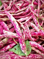 Pink-White Cranberry Beans
