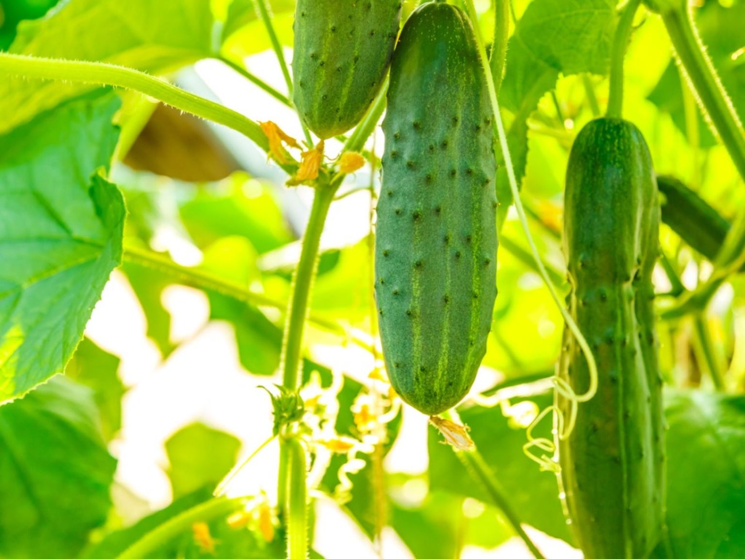 Tips For Growing Cucumbers: How To Grow Cucumbers