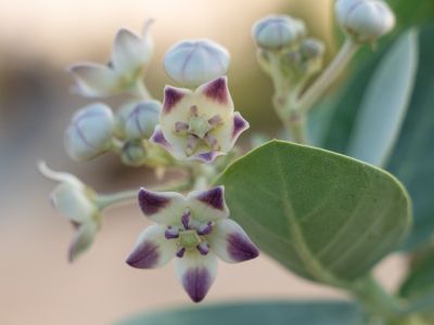 White-Purple Calotropis Procera Plant