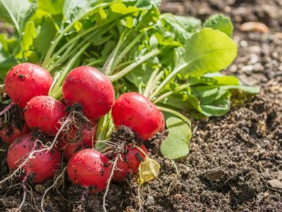 Harvested Radishes With Black Root Disease