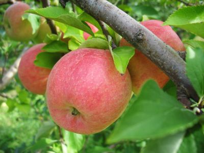 Gala Apple Fruit Tree