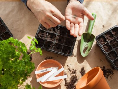 Germinating Of  Seeds Into Containers
