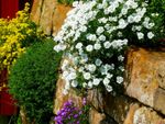 Colorful Flowers Growing From A Stone Wall