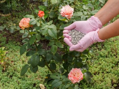 Fertilizing Rose Bushes